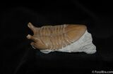 Stunning D Asaphus Intermedius Trilobite #462-6